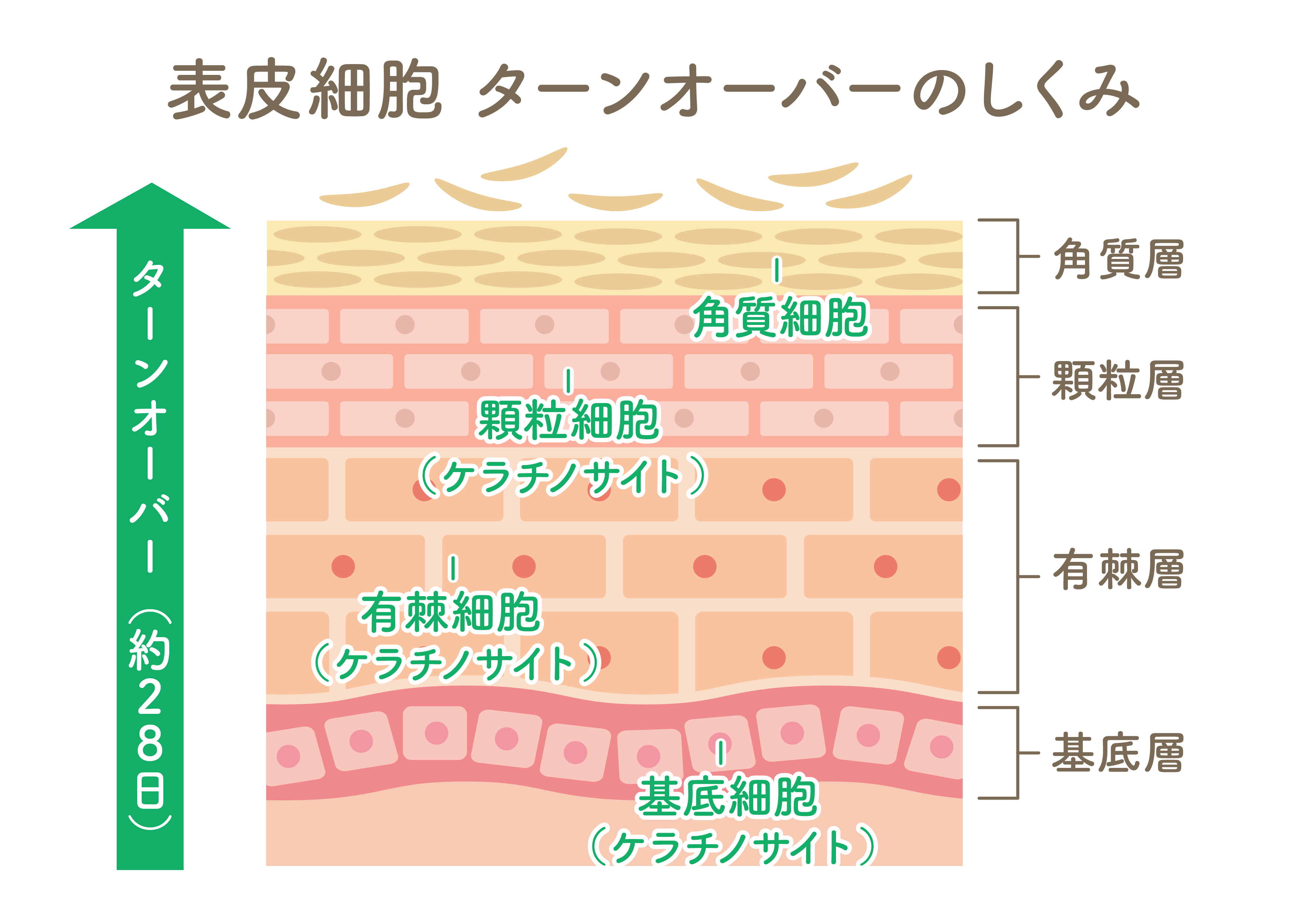 表皮細胞ターンオーバーのしくみ