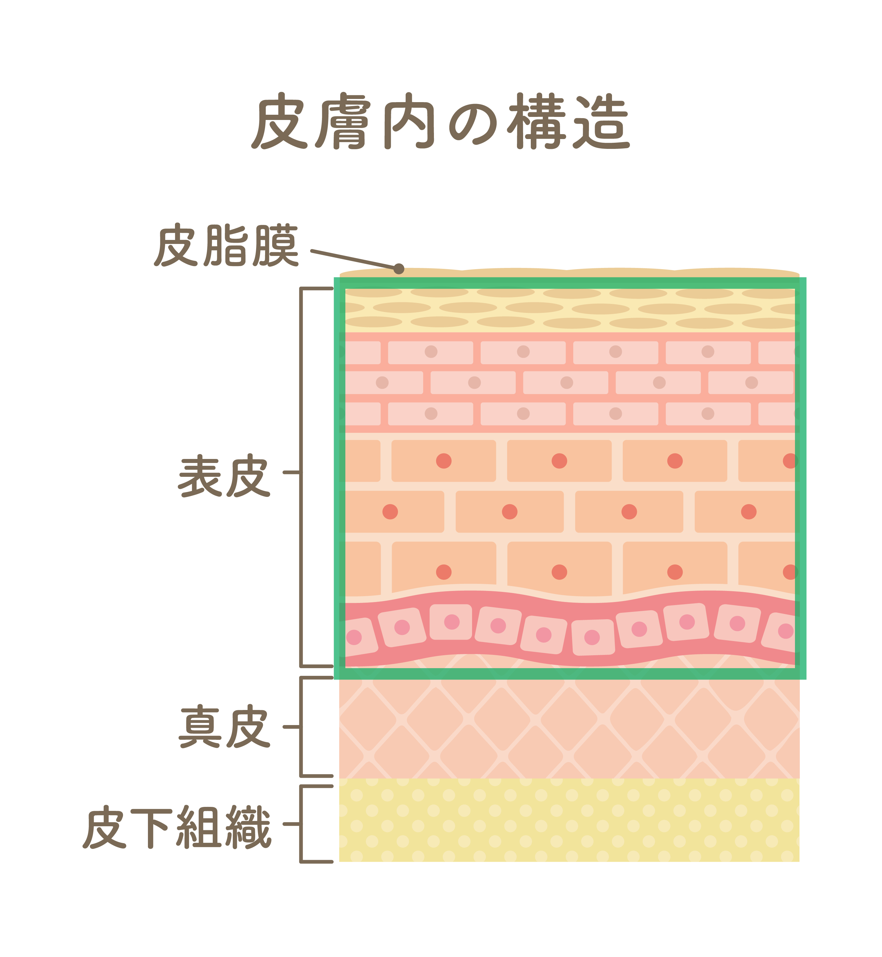 皮膚内の構造断面図