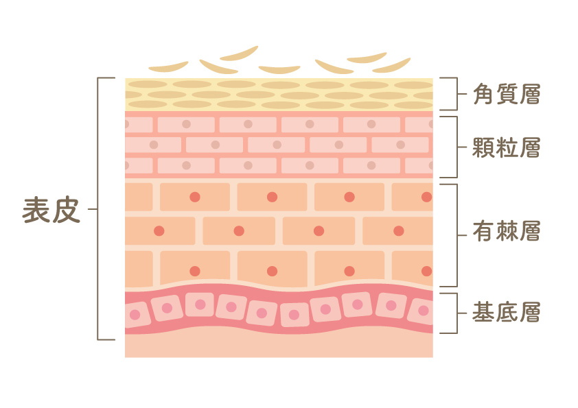 表皮断面図